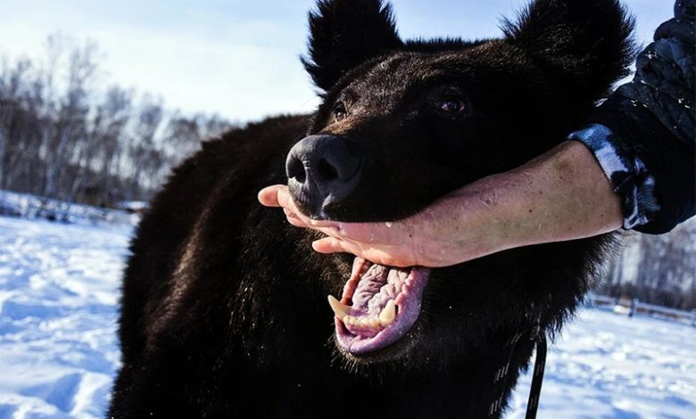 العلماء الروس يستخرجون مضادا حيويا من فم الدب